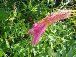 Krvavec toten Pink Tanna